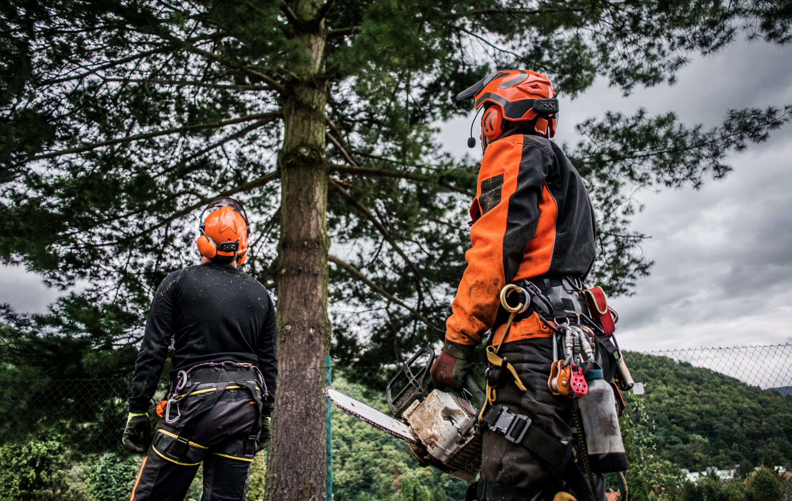 A rear view of arborist men with chainsaw cutting a tree, planning.